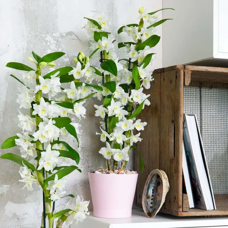 Dendrobium "pure white" (Bambusorchidee) (M)