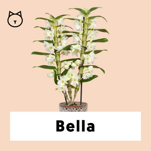 Dendrobium "pure white" (Bambusorchidee) (M)