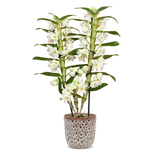 Dendrobium "pure white" (Bambusorchidee) (M)