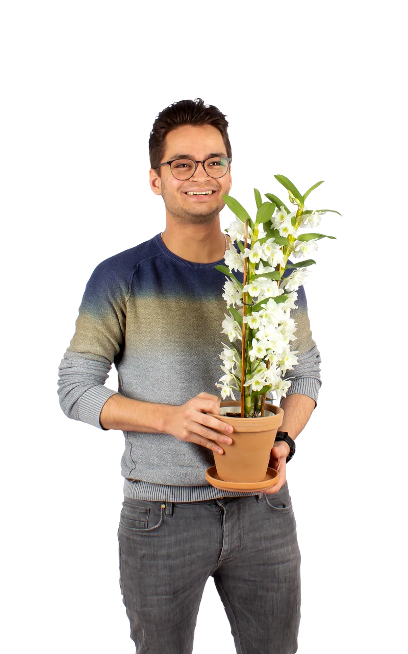 Dendrobium "pure white" (Bambusorchidee) (M)