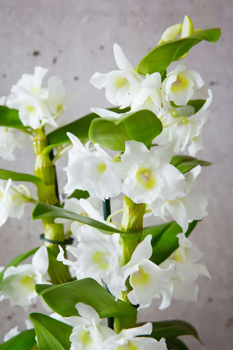 Dendrobium "pure white" (Bambusorchidee) (M)