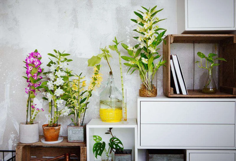 Dendrobium "pure white" (Bambusorchidee) (M)