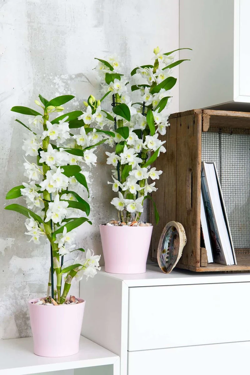 Dendrobium "pure white" (Bambusorchidee) (M)