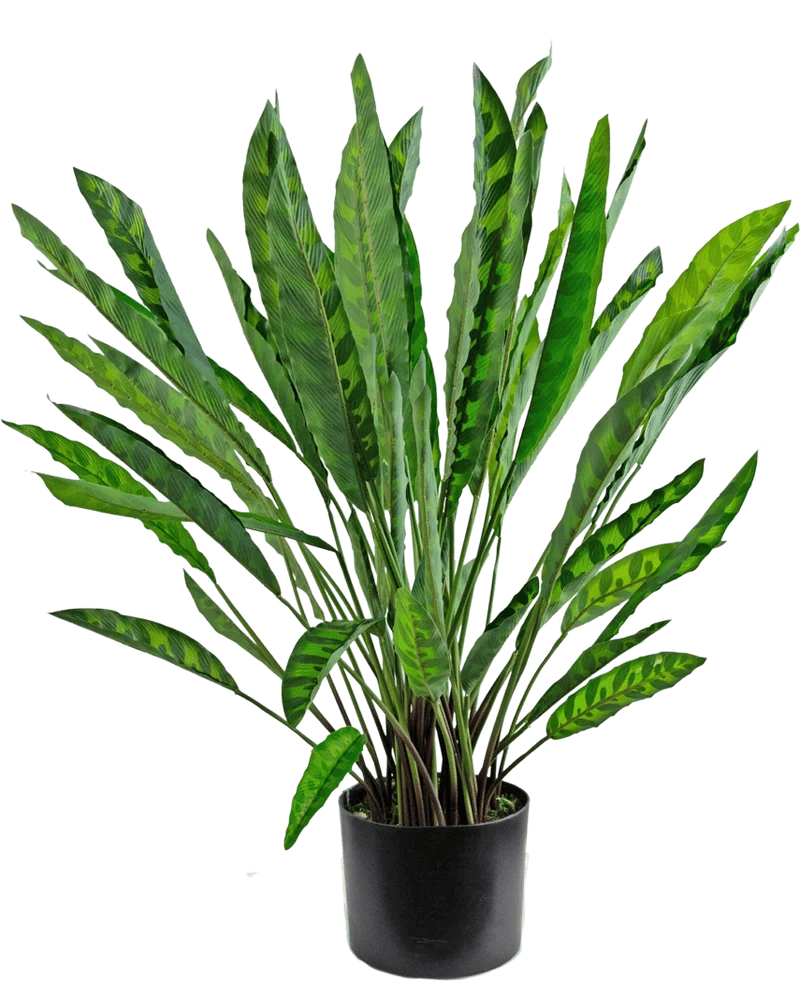 Künstliche Pflanze Calathea 60 cm