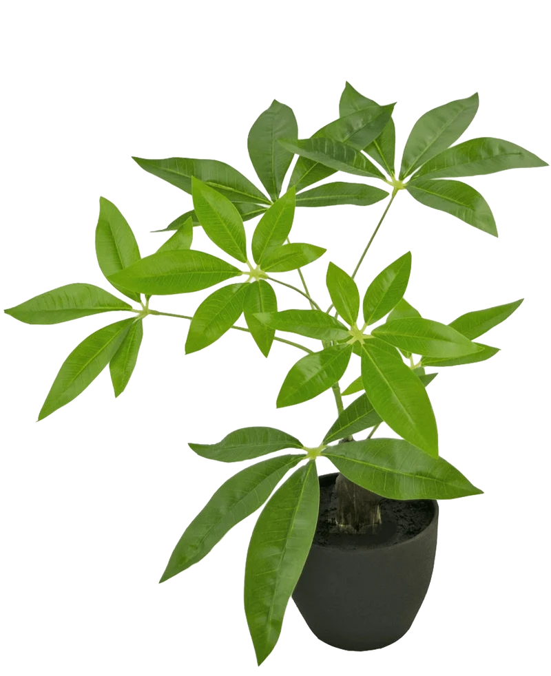 Künstliche Pachira 30 cm im Ziertopf schwarz