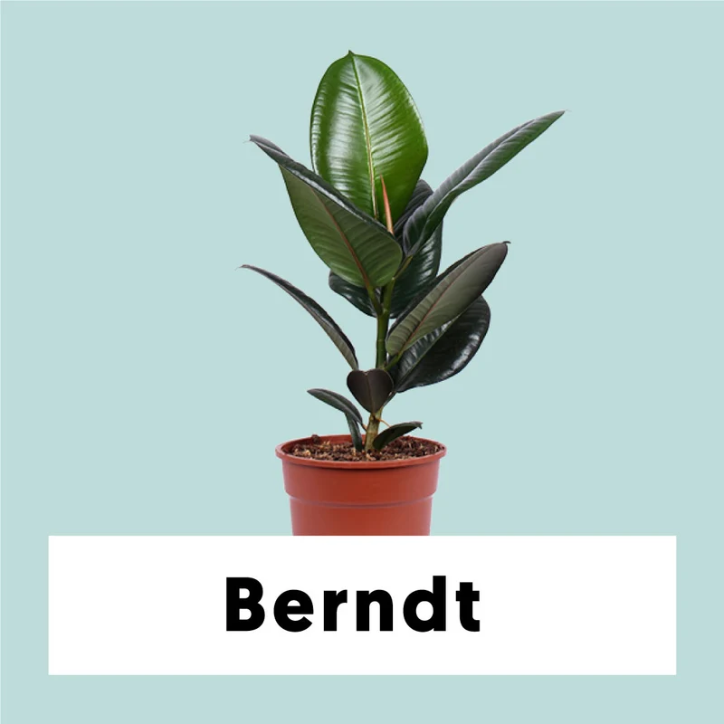Ficus robusta (Gummibaum) (M)