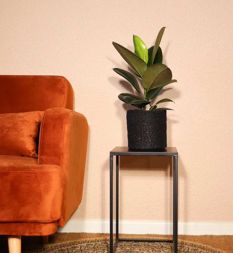 Ficus robusta (Gummibaum) (M)