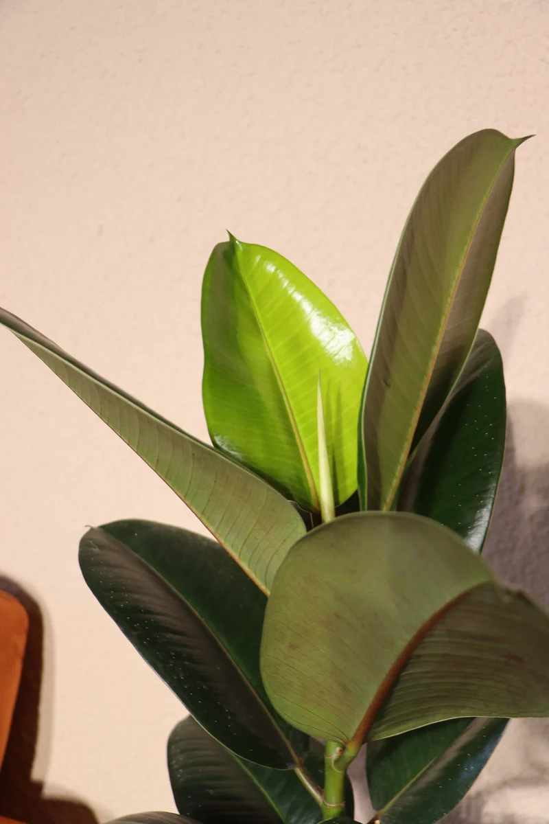 Ficus robusta (Gummibaum) (M)