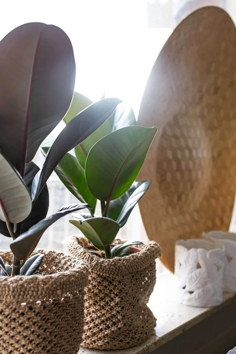Ficus robusta (Gummibaum) (M)