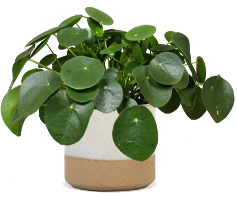 Pilea peperomioides (Glückstaler) (S)