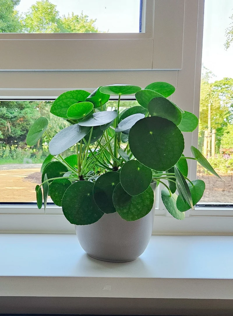 Pilea peperomioides (Glückstaler) (S)