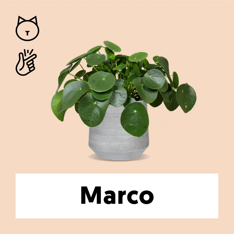 Pilea peperomioides (Glückstaler) (S)