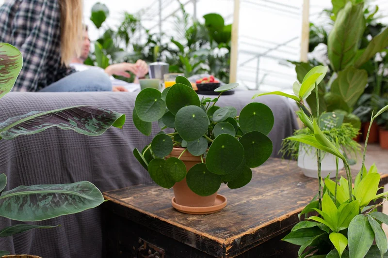 Pilea peperomioides (Glückstaler) (S)