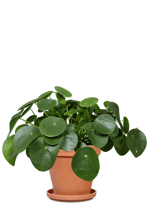 Pilea peperomioides (Glückstaler) (S)