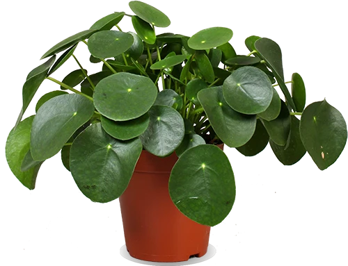 Pilea peperomioides (Glückstaler) (S)