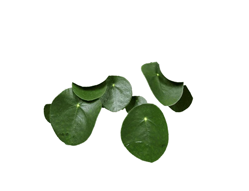 Pilea peperomioides (Glückstaler) (S)