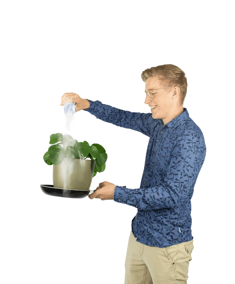 Pilea peperomioides (Glückstaler) (S)