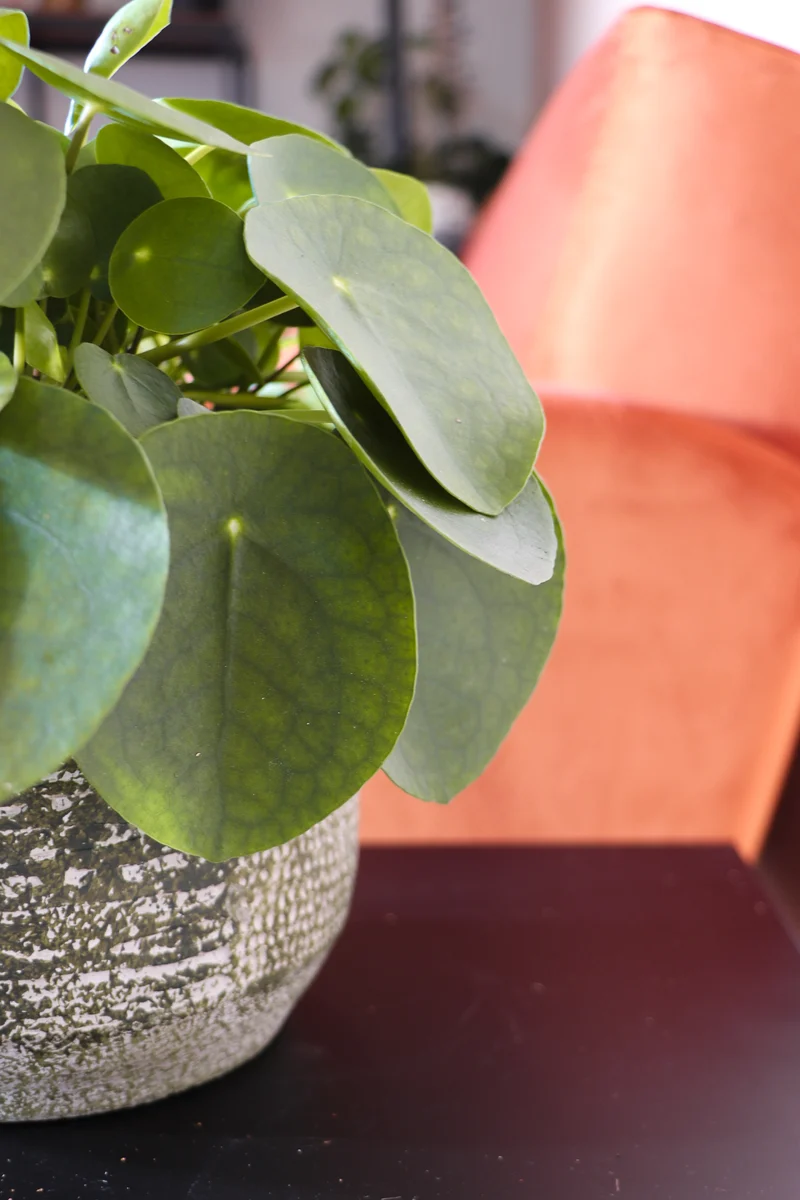 Pilea peperomioides (Glückstaler) (S)