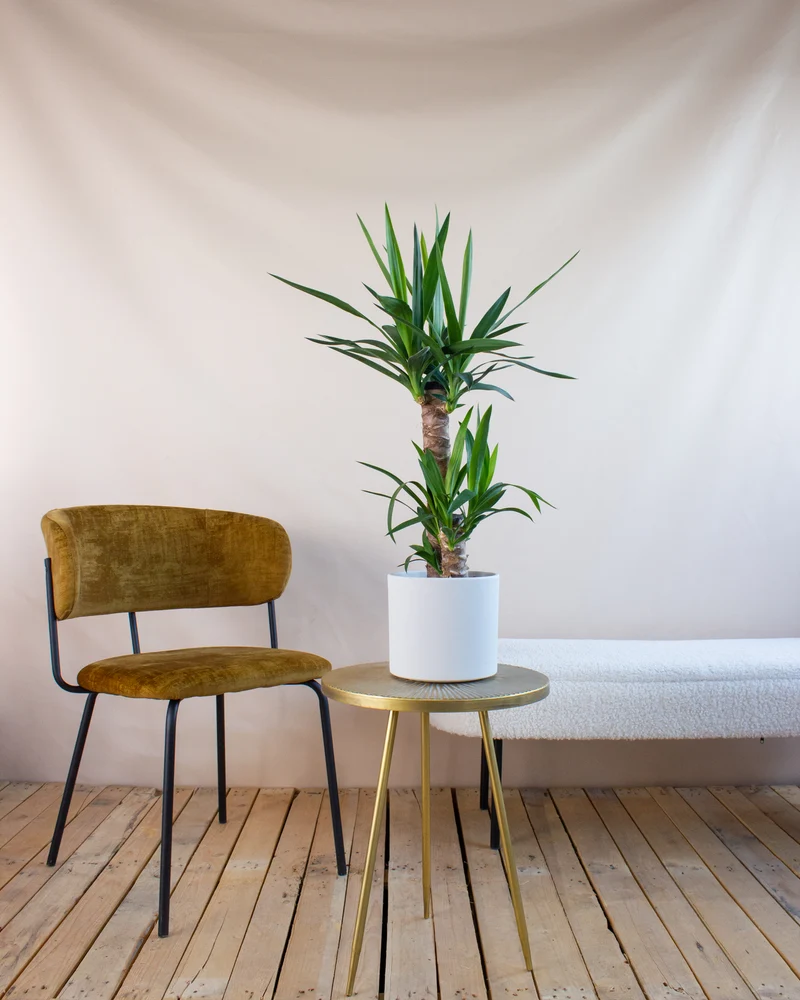 Yucca (Palmlilie) (M)