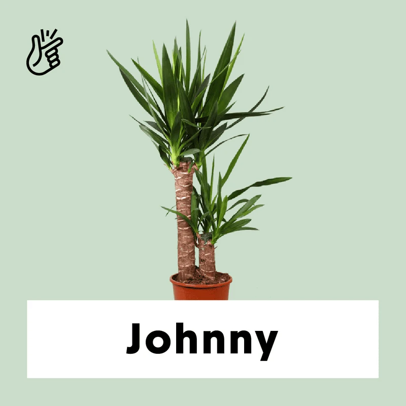 Yucca (Palmlilie) (M)