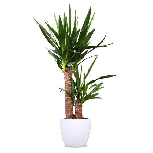 Yucca (Palmlilie) (M)