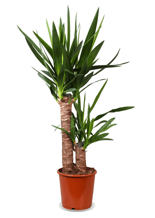 Yucca (Palmlilie) (M)