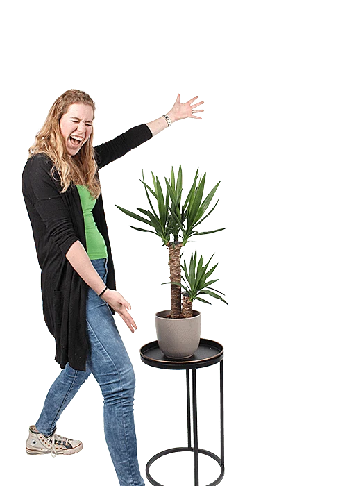Yucca (Palmlilie) (M)