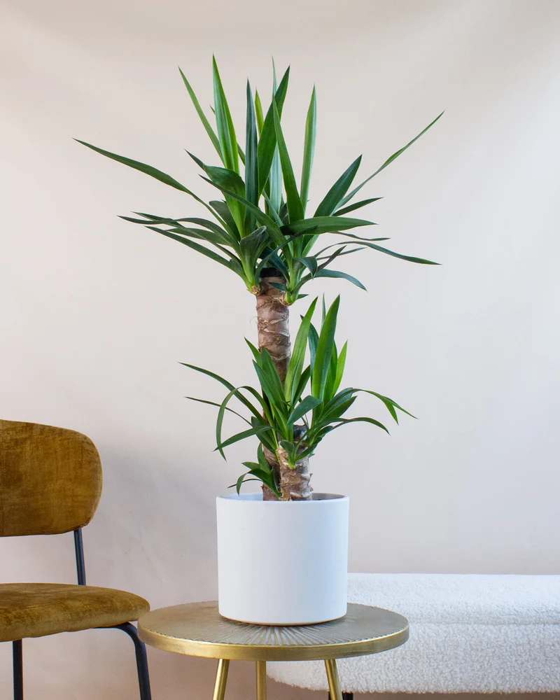 Yucca (Palmlilie) (M)