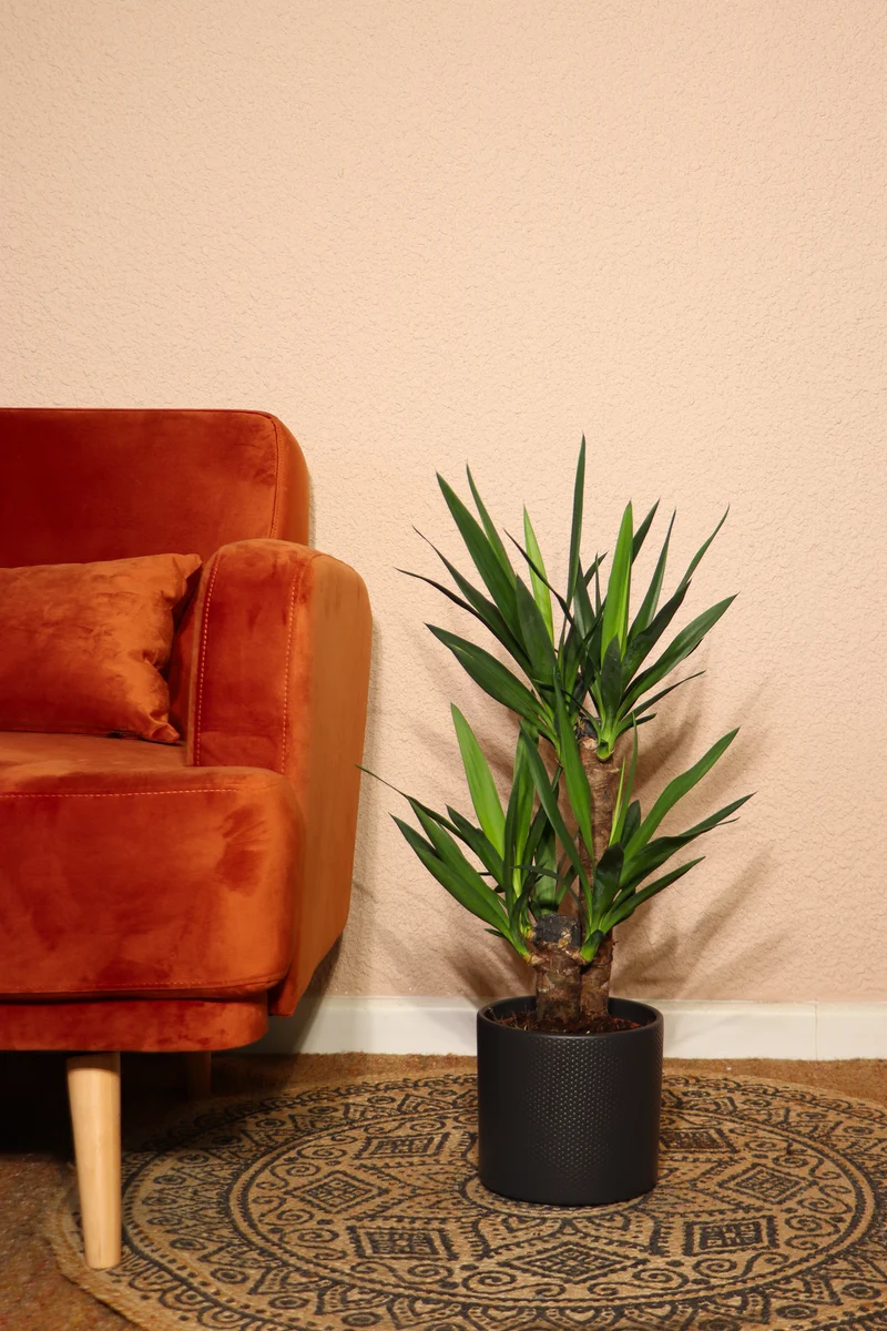 Yucca (Palmlilie) (M)