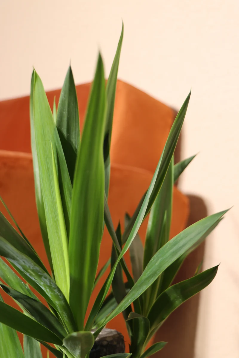 Yucca (Palmlilie) (M)