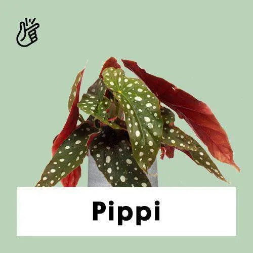 Begonia maculata (Forellenbegonie) (S)