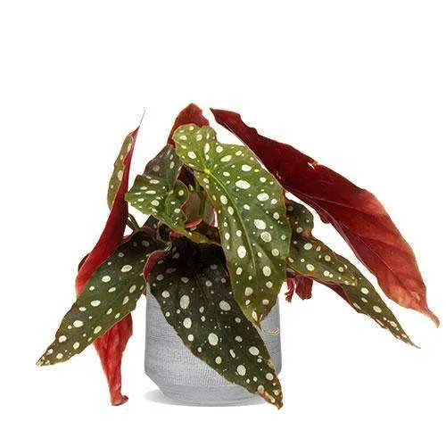 Begonia maculata (Forellenbegonie) (S)