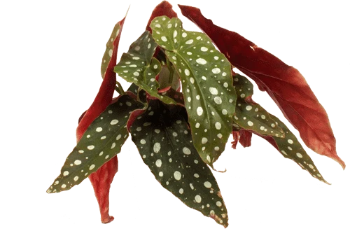 Begonia maculata (Forellenbegonie) (S)