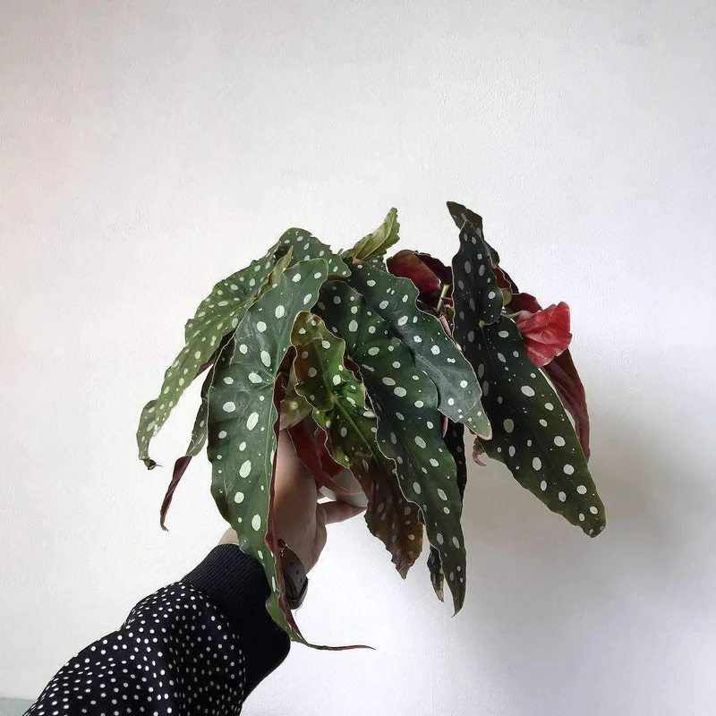 Begonia maculata (Forellenbegonie) (S)