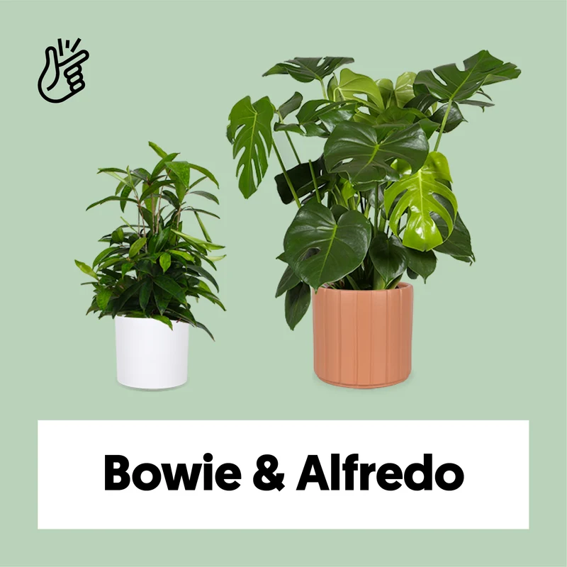 Bowie & Alfredo