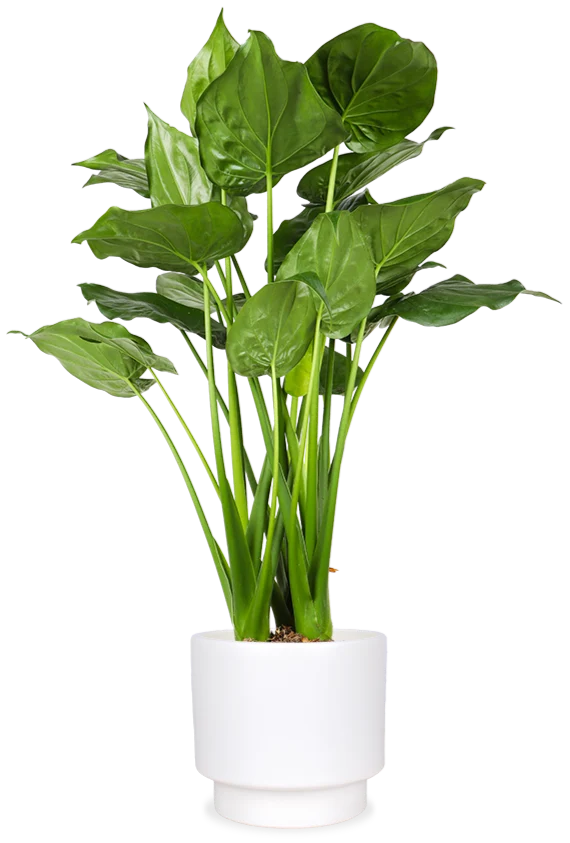 Alocasia cucullata (Elefantenohr) (L)