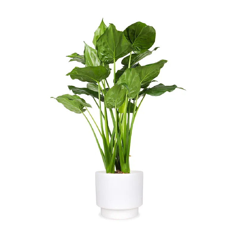 Alocasia cucullata (Elefantenohr) (L)