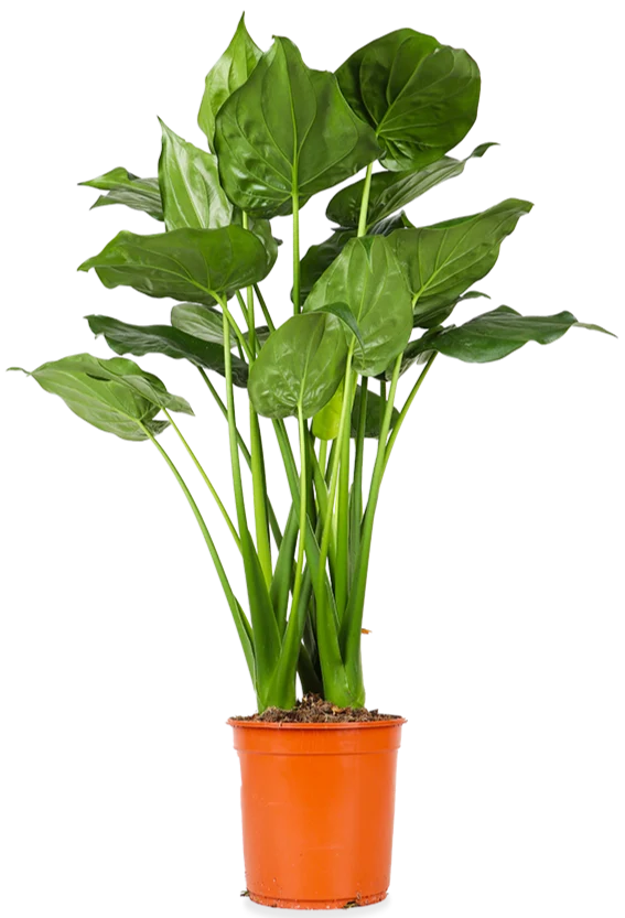 Alocasia cucullata (Elefantenohr) (L)