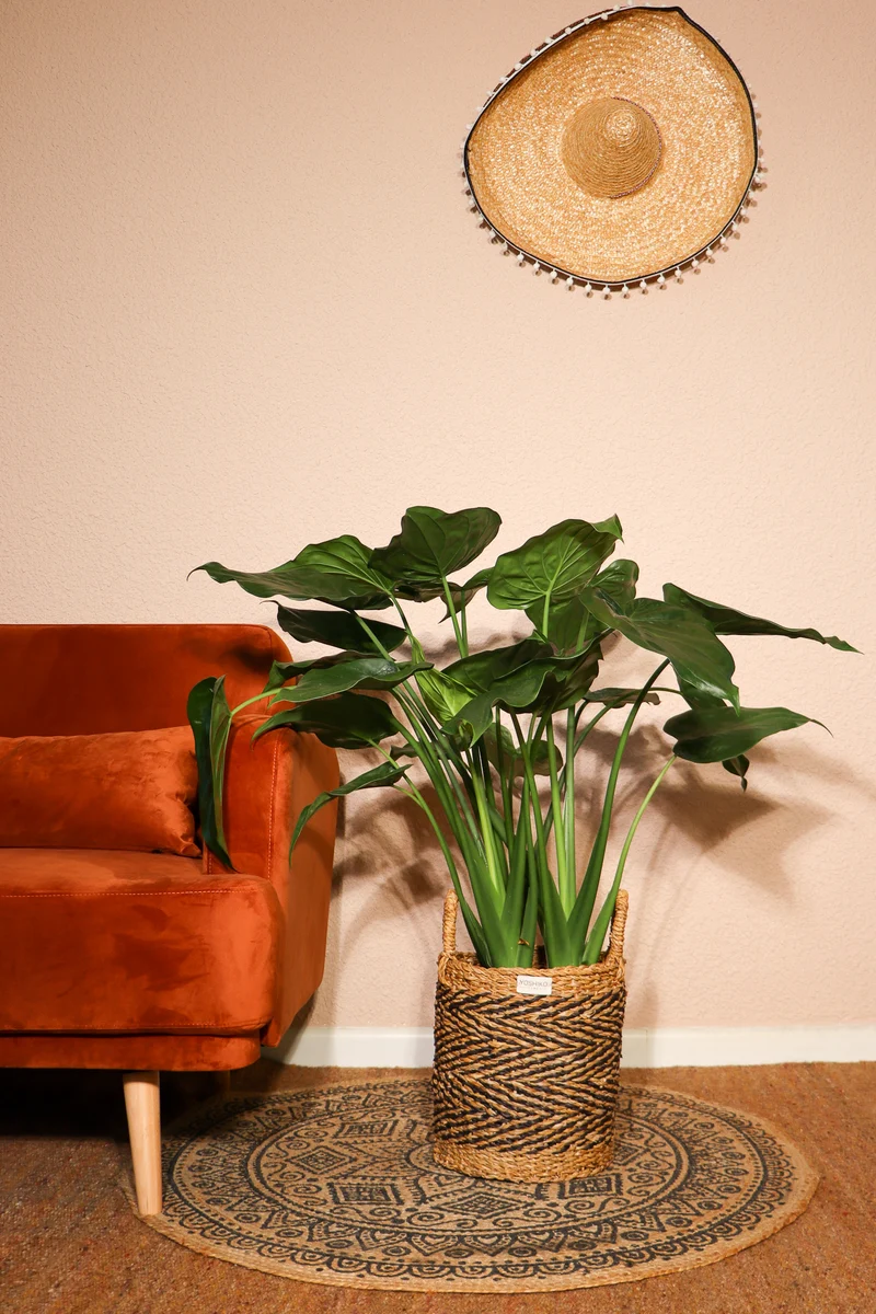 Alocasia cucullata (Elefantenohr) (L)