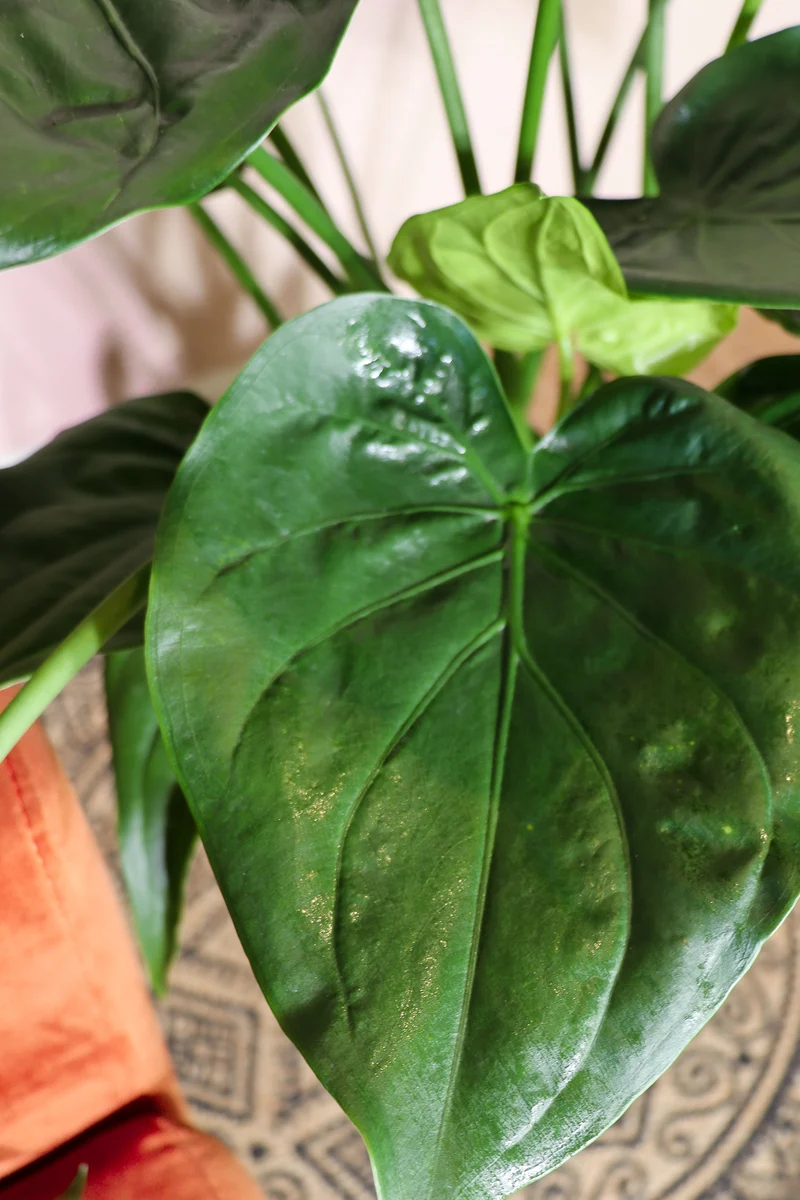 Alocasia cucullata (Elefantenohr) (L)
