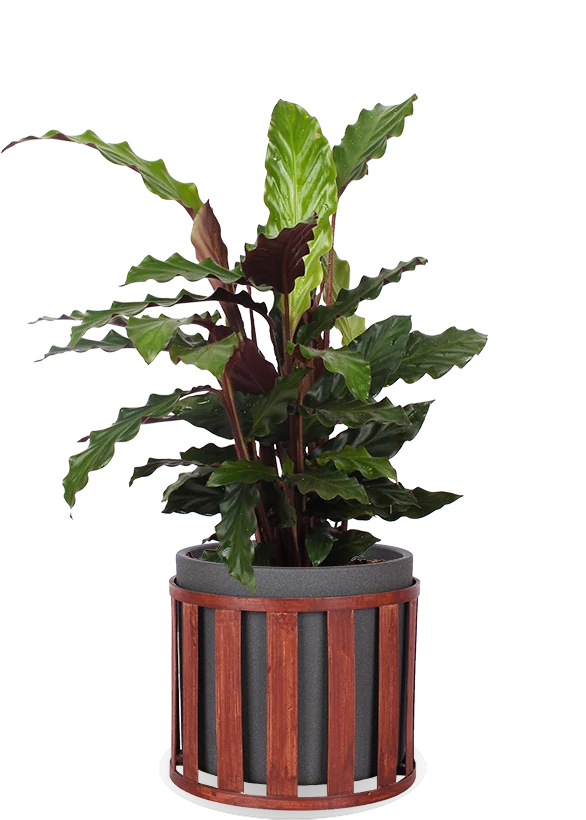Calathea rufibarba (Korbmarante) (M)
