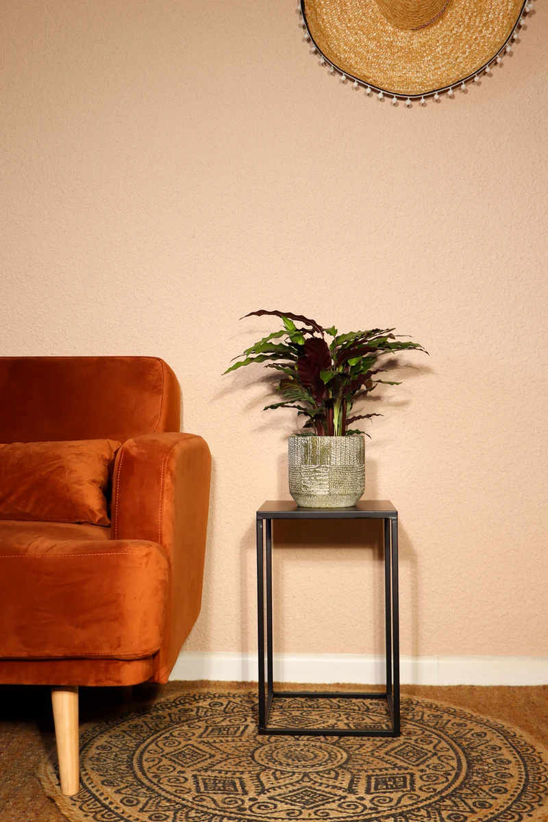 Calathea rufibarba (Korbmarante) (M)