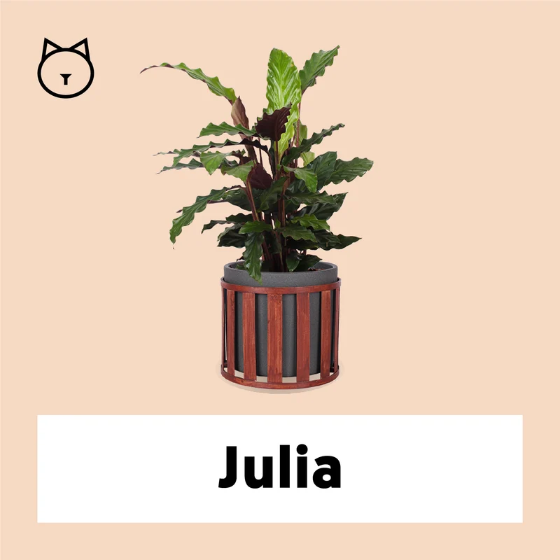 Calathea rufibarba (Korbmarante) (M)