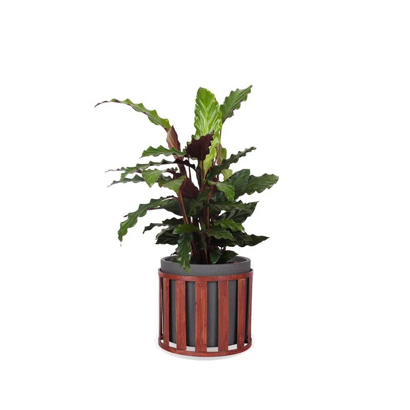 Calathea rufibarba (Korbmarante) (M)