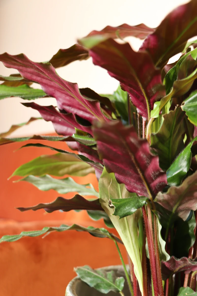Calathea rufibarba (Korbmarante) (M)