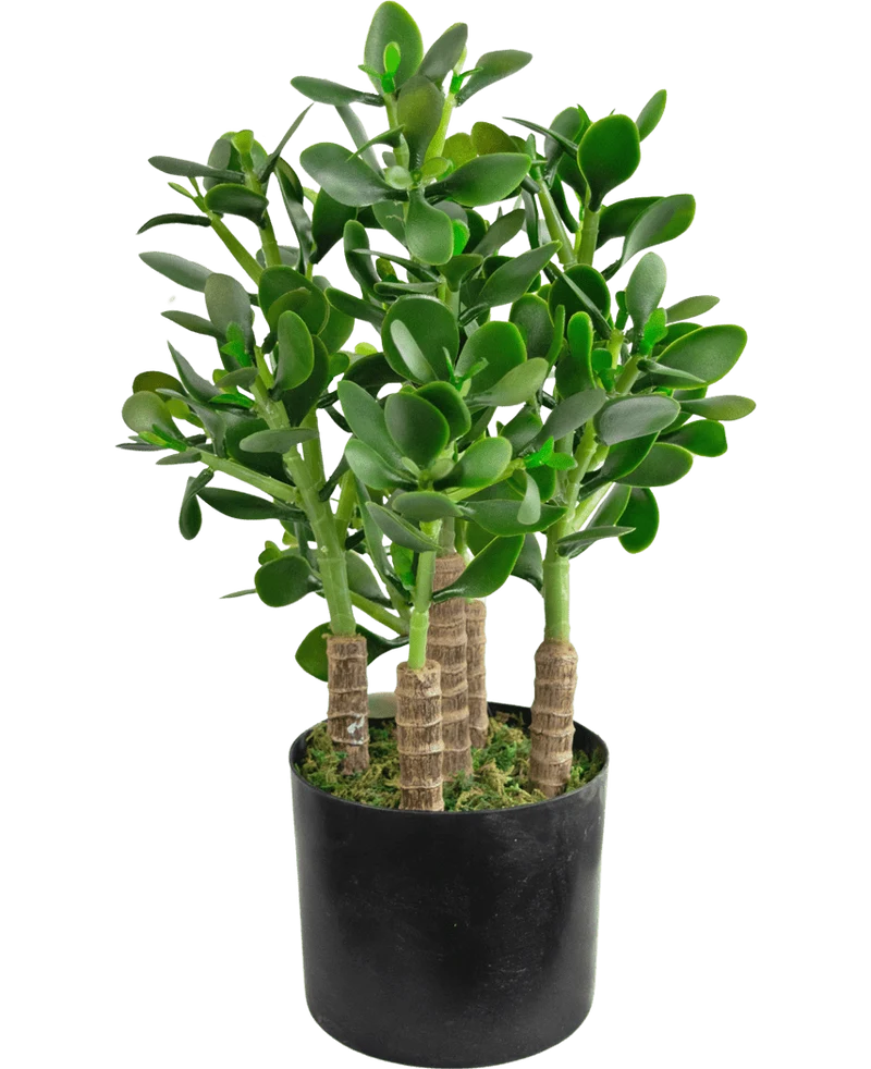 Künstliche Pflanze Jade 45 cm