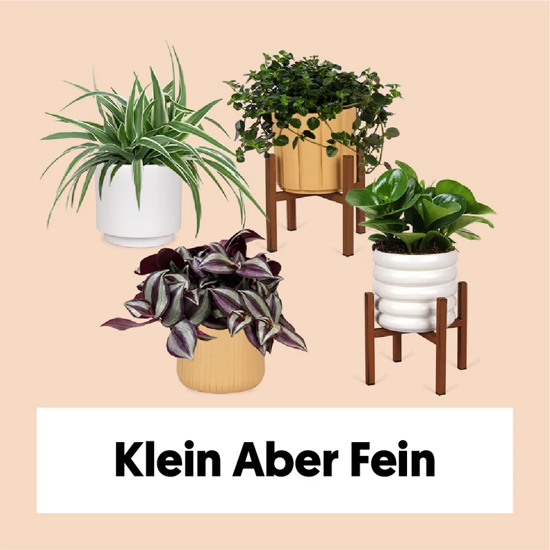 Klein aber fein