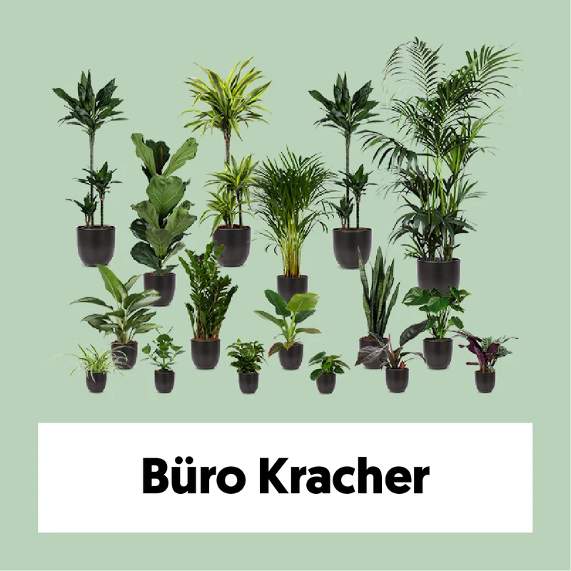 Büro Kracher