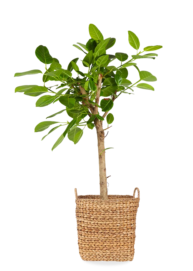 Ficus benghalensis altissima (Banyanbaum) (XL)