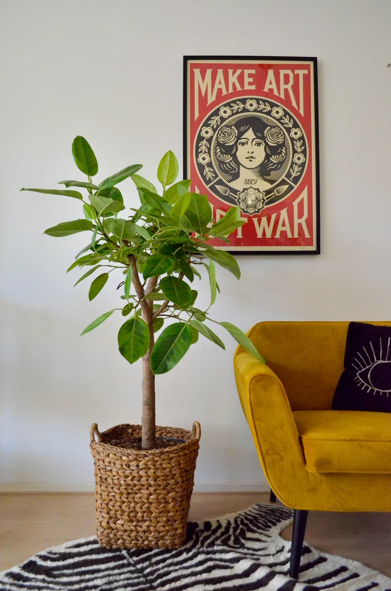 Ficus benghalensis altissima (Banyanbaum) (XL)